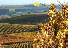 Blick über die Weinberge in Ebersheim