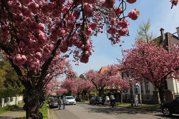 Blütenpracht in der Mainzer Ritterstraße.