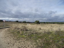 Blick über die Dünenlandschaft des Mainzer Sands