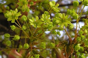 Blüten des Spitz-Ahorns © Maja Dumat/pixelio.de