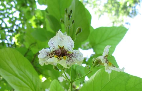 Blüte des Trompetenbaumes