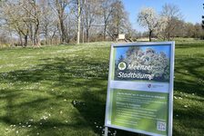 Bildergalerie Meenzer Stadtbäume Aufsteller auf der Volkspark-Wiese