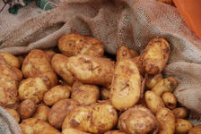 Bildergalerie Wochenmarkt Kartoffeln Kartoffeln dürfen auf einem Markt nicht fehlen