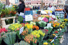 Bildergalerie Wochenmarkt Blumenpracht auf dem Wochenmarkt Bunter Blumenstand