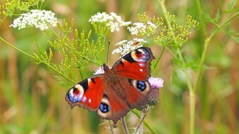 Tagpfauenauge auf Insektenblühwiese