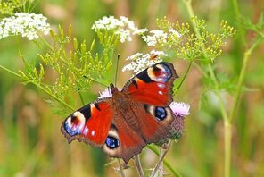 Tagpfauenauge auf Insektenblühwiese © kie-ker from pixabay