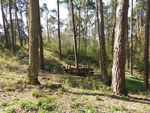 Waldbestattung auf dem Friedhof Mainz-Mombach