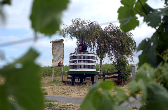 Weinberge rund um Hechtsheim