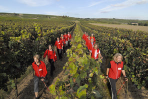 Nordic Walker im Weinberg © RheinhesseN Walker