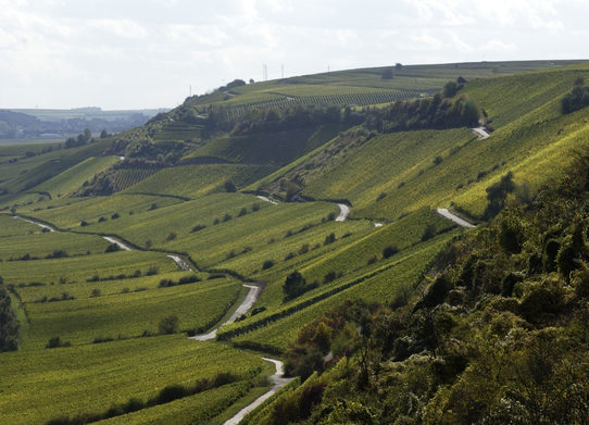 Weinberge in Rheinhessen