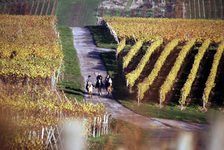 Drei Reiter in den Weinbergen