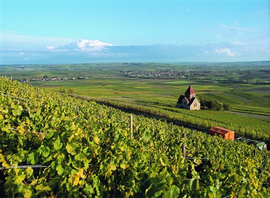 Vinogradi u oblasti Rajnhesen (Rheinhessen)