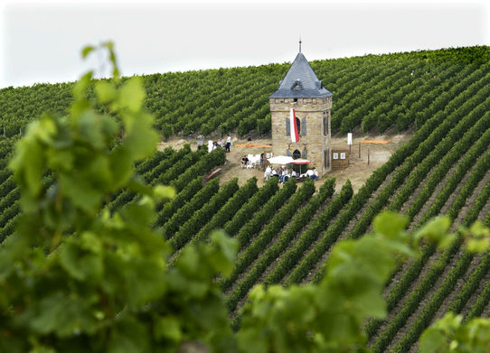 Weingenuss im Weinberg in Alzey