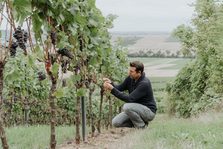 Christian Braunewell begutachtet die Weinreben