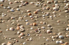 Muscheln am Strand von Haifa