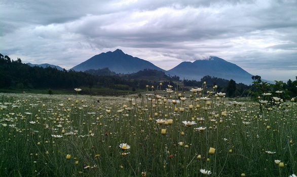 Virungavulkane, im Vordergrund Pyrethrumfeld