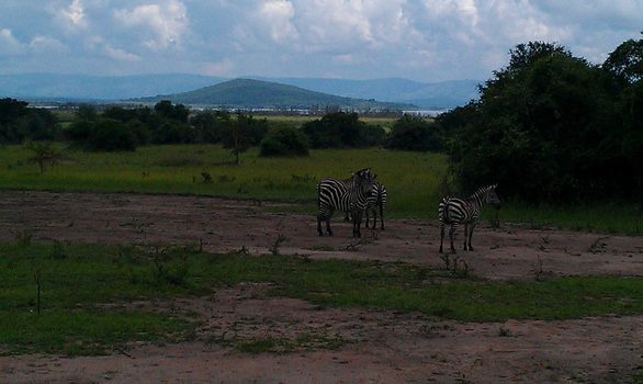 Zebras im Akagera-Nationalpark